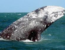 Gray whale: interesting facts