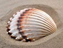 Why did you dream about shells?