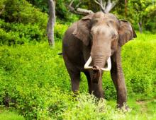 Elephant - description, types where lives than yesterday, photo