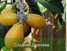 Medlar Germanic, Caucasian or Crimean Mousse cake with medlar