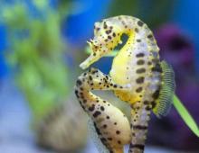 Miracle Fish: Seahorse