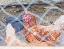 Why laying hens don't lay