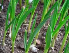 When and how to plant garlic in spring