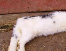 Dead rabbits. Why dying rabbits? The rabbit is aborted. What to do