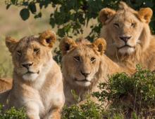 शेरों का विवरण, आवास, प्रजनन, पोषण, व्यवहार, खतरे, उप-प्रजातियां, वीडियो और तस्वीरें