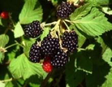 Blackberries (leaves, berries) - useful, medicinal properties and contraindications, recipes Useful properties of berries for the human body