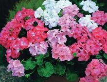 Dream Interpretation Red Geranium. Magic numbers. Dream of 