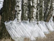 How to collect birch sap without destroying the tree?