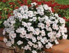 Catharanthus - care and reproduction at home