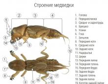 Medvedka: photo and description of how to deal with insects on the site