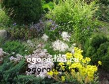 Flowering and other beautiful types of shrubs in landscape design