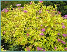 Anthony waterer - variety of Spiraea bumald Spiraea japonica Anthony