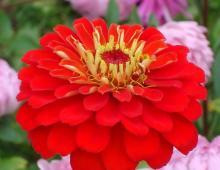 Zinnia: varieties with photos and descriptions, when to sow seedlings, planting and care in open ground Planting zinnia in open ground