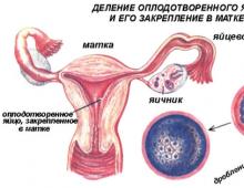 What are the first signs of conception after ovulation and when to do a pregnancy test