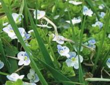 Trees are aggressors.  Aggressor plants.  Decorative strawberries - Fragaria