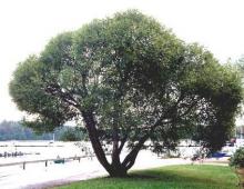 Planting globular and weeping willow, caring for them Planting globular willow