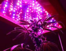 Plant lighting with white LEDs