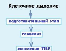 Metabolism and energy transformation Metabolism and energy transformation