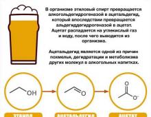 Alcohol metabolism: how many hours does vodka, wine, beer stay in the blood and what determines the rate of alcohol elimination