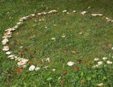 Whitish talker - a mushroom that brings death What kind of talker mushrooms