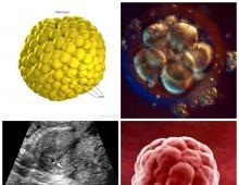 Changes in the third week of pregnancy since conception