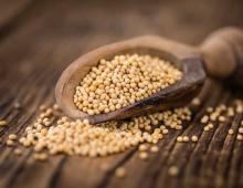 Mustard: the benefits and harm for the human body is useful to the body for the body