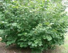 Common hazel - giving hazelnuts: planting, growing and care