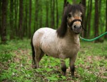 Horses pony - what is this kind of horse and what they have signs