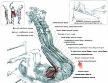 Types of muscles, classification, their structure and function