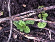 Melissa lemon care. How to plant lemon balm. Agricultural technology of sowing lemon balm seeds