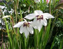 Acidanthera, or Gladiolus Muriel