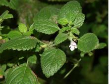 How to grow lemon balm in the country and at home