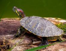 How the turtles in captivity multipliate: the necessary conditions