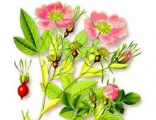 जंगली गुलाब के लाभ और हानि, संकेत और contraindications Rosehip दालचीनी