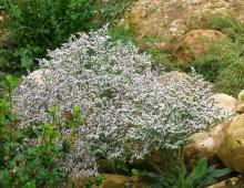 Kermek or limonium: features of care, cultivation, reproduction How to replant broad-leaved Kermek soil