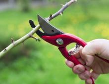 How to plant a rose using cuttings from a bouquet