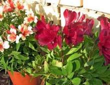 Alstroemeria: the best varieties and subtleties of growing Alstroemeria at home