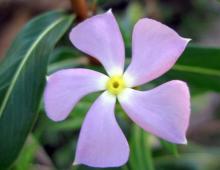 Caring for catharanthus at home with pleasure and skill