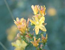 St. John's wort How to store dried herb St. John's wort