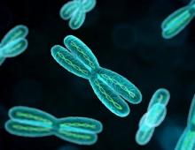 The structure and functions of chromosomes