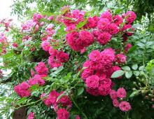 Climbing rose, planting and care in open ground, tips and recommendations Climbing roses in the garden