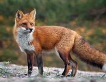 Natural fox enemies in nature