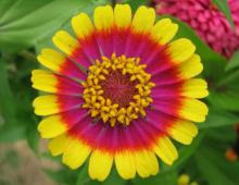 Zinnia flowers: when to plant seedlings, plant them in the ground?