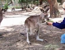 What can a kangaroo mean in a dream according to dream books?