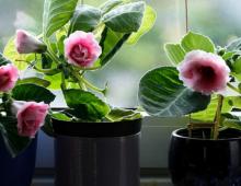 Learning to care for gloxinia at home Gloxinia care