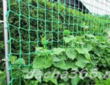 How to grow cucumbers in open ground: should you tie them up or not?