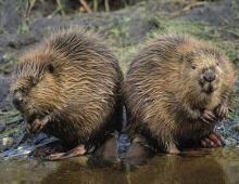 Than Russia is threatened by Canadian Beaver, Borschevik and other aliens than the American beaper differs from European