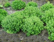 We grow chrysanthemums (large-flowered, twig, potted, Korean)