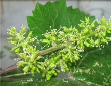 In a critical phase (vine flowering) What to do when grapes bloom