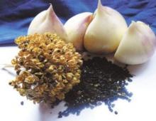 Description of the Suvorovsky (Anzur) onion-garlic variety, its characteristics